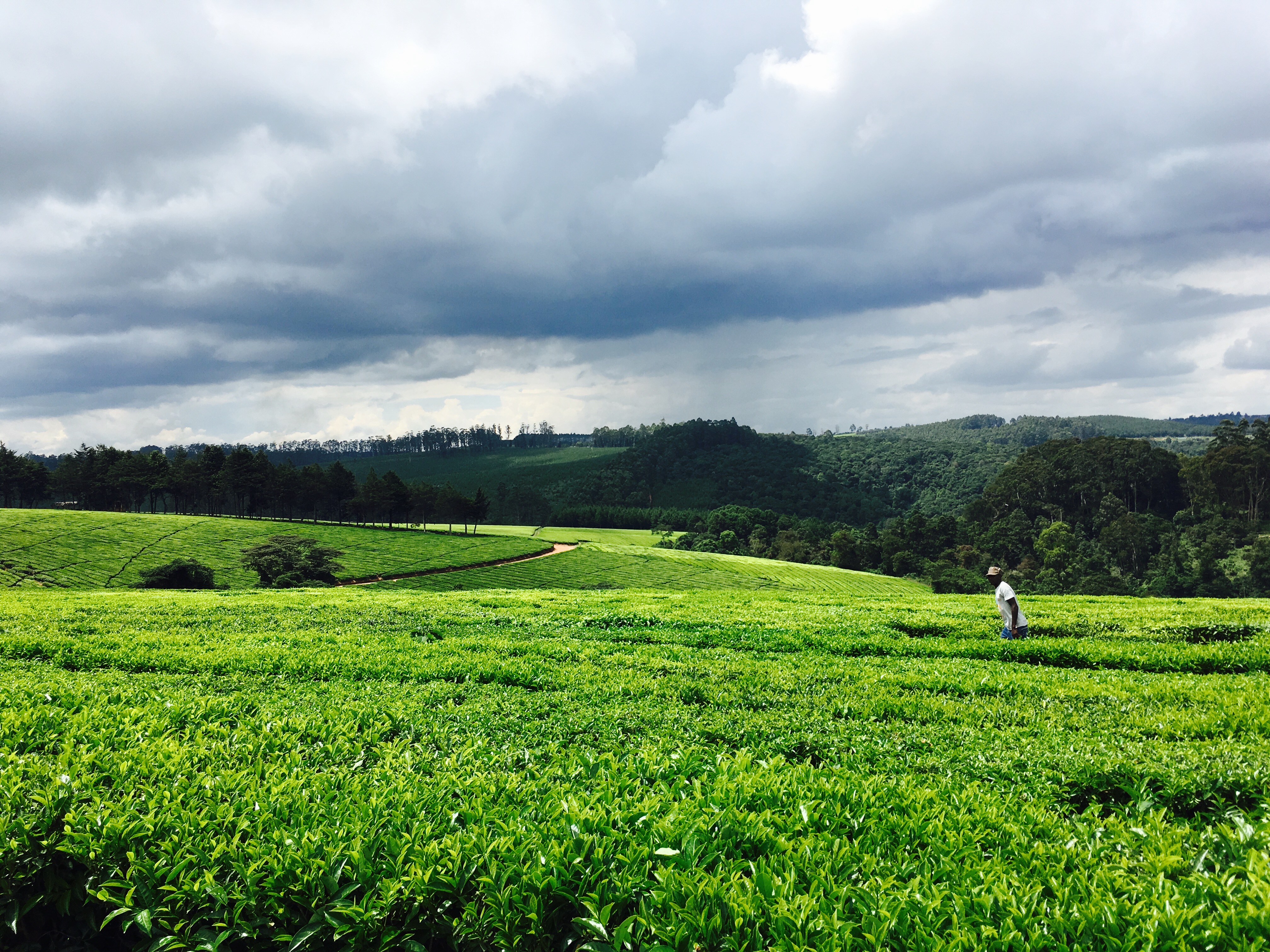 タンザニアの一面に広がる茶畑
