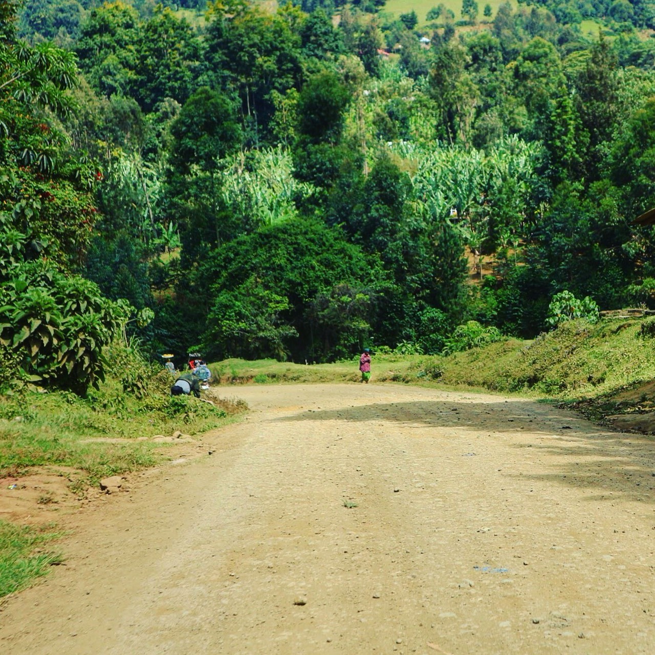 タンザニアの森