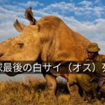 【ケニア】地球上で最後の野生白サイ（オス）死ぬ
