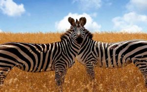 【タンザニア編】５分で読めるアフリカの全て。観光から歴史、行き方まで！