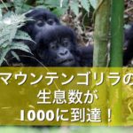 マウンテンゴリラの生息数が1000頭に到達!