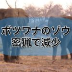 ボツワナで90頭の象の死骸が発見される。
