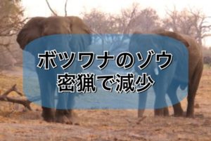 ボツワナで90頭の象の死骸が発見される。