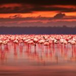 きっかけは「風に立つライオン」アフリカに魅了された大学1年生。