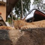 おもてなしの国!?セネガル渡航記③〜フォトジェニックなセネガル観光〜