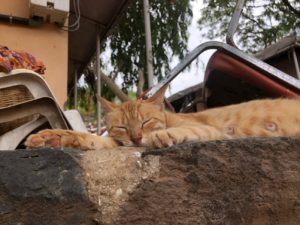 おもてなしの国!?セネガル渡航記③〜フォトジェニックなセネガル観光〜