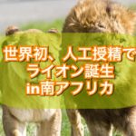 世界初、人工授精でライオン誕生 in 南アフリカ