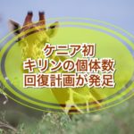 ケニア初 キリンの個体数回復計画が発足