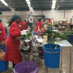 ケニアからバラを輸入する方法!基本の7項目を大公開