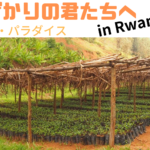 飲みざかりの君たちへ〜コーヒー☕️パラダイス〜 in Rwanda