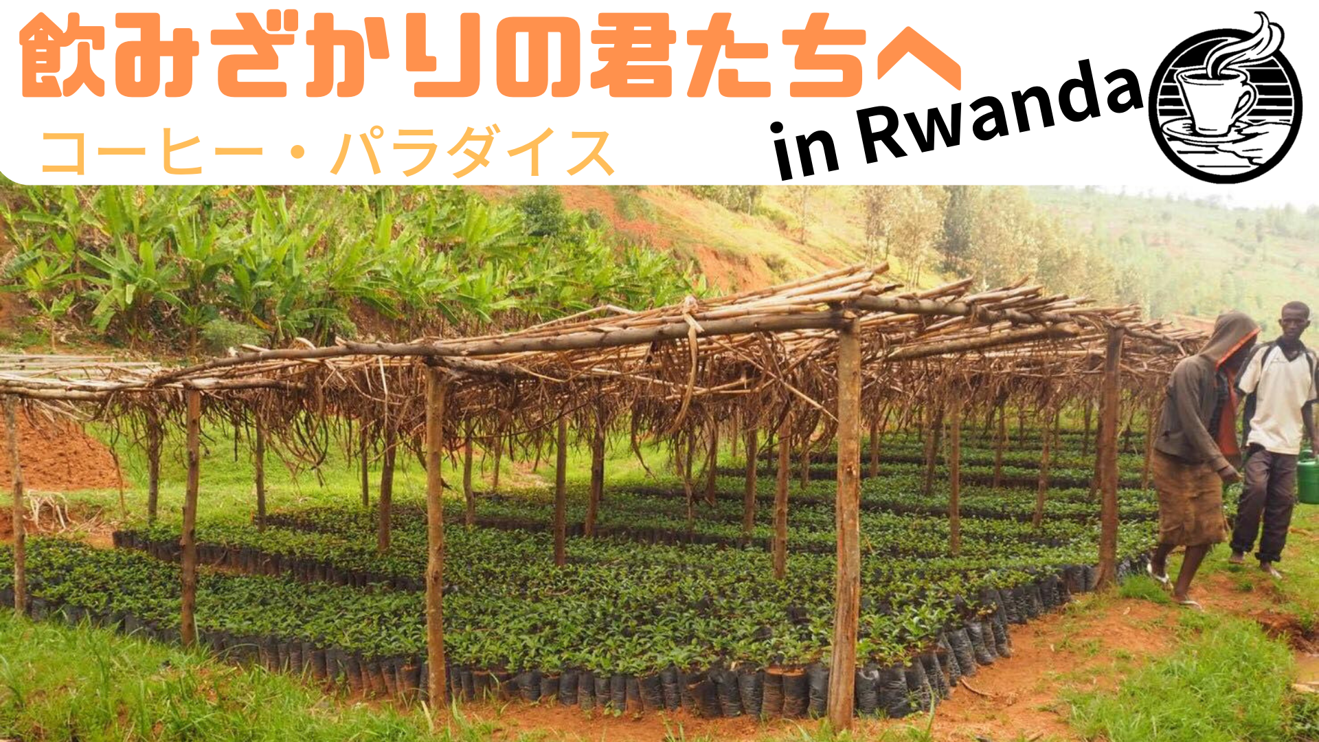 飲みざかりの君たちへ〜コーヒー☕️パラダイス〜 in Rwanda