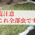 ウガンダの2大昆虫食エンスワとセネネを紹介!採集から料理方法まで
