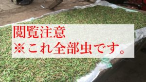 ウガンダの２大昆虫食エンスワとセネネを紹介！採集から料理方法まで