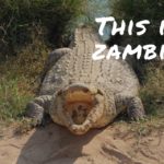 滝だけじゃない?!「ザンビア」の見どころ大公開🕺!