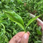 茶葉生産量世界第3位！知られざるケニアの町と日本の意外な関係