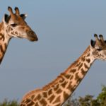 マサイキリンが絶滅危惧種に指定