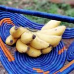 【polca挑戦中】地域経済の活性化のカギ「バナナ」を探りに、ウガンダへ行きます!