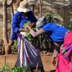 国際協力に興味のある人必読！南アフリカの農村部に行ってみない?