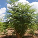 『奇跡の木』と呼ばれる植物!アフリカを知るにはモリンガも知るべき3つの理由