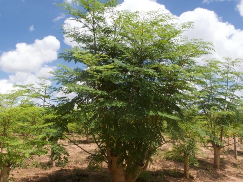 『奇跡の木』と呼ばれる植物！アフリカを知るにはモリンガも知るべき3つの理由
