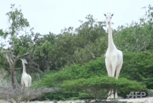 ケニアの希少な白いキリンの母子、密猟者が殺害か 残りは1頭に