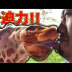 えさを口にくわえてキリンにプロポーズしてみたら…《ChekaTV通信vol.29》