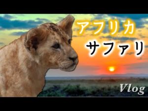 ケニアのサファリツアー。ライオンキングの世界にあなたをご招待!《ChekaTV通信vol.26》