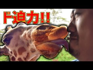 えさを口にくわえてキリンにプロポーズしてみたら…《ChekaTV通信vol.29》