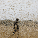 殺虫剤が届かない...「新型コロナウイルス」で深刻化するアフリカのバッタ被害