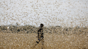 殺虫剤が届かない...「新型コロナウイルス」で深刻化するアフリカのバッタ被害