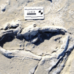 タンザニアに過去最大規模の足跡化石群、古代人の生活様式知る手掛かりに
