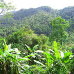 原生熱帯林「6秒ごとにサッカー場1面分」消失 19年調査