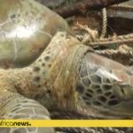 セネガル 漁師たちが過去20年間で約3割減少しているウミガメの保護に注力