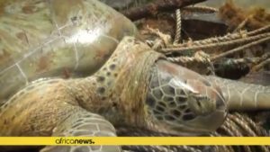 セネガル 漁師たちが過去20年間で約3割減少しているウミガメの保護に注力