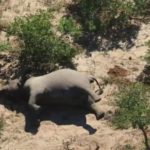 ゾウ350頭超 謎の大量死 アフリカ南部 ボツワナ