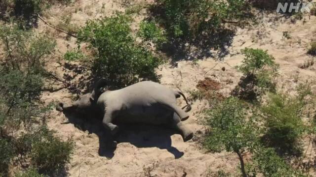 ゾウ350頭超 謎の大量死 アフリカ南部 ボツワナ