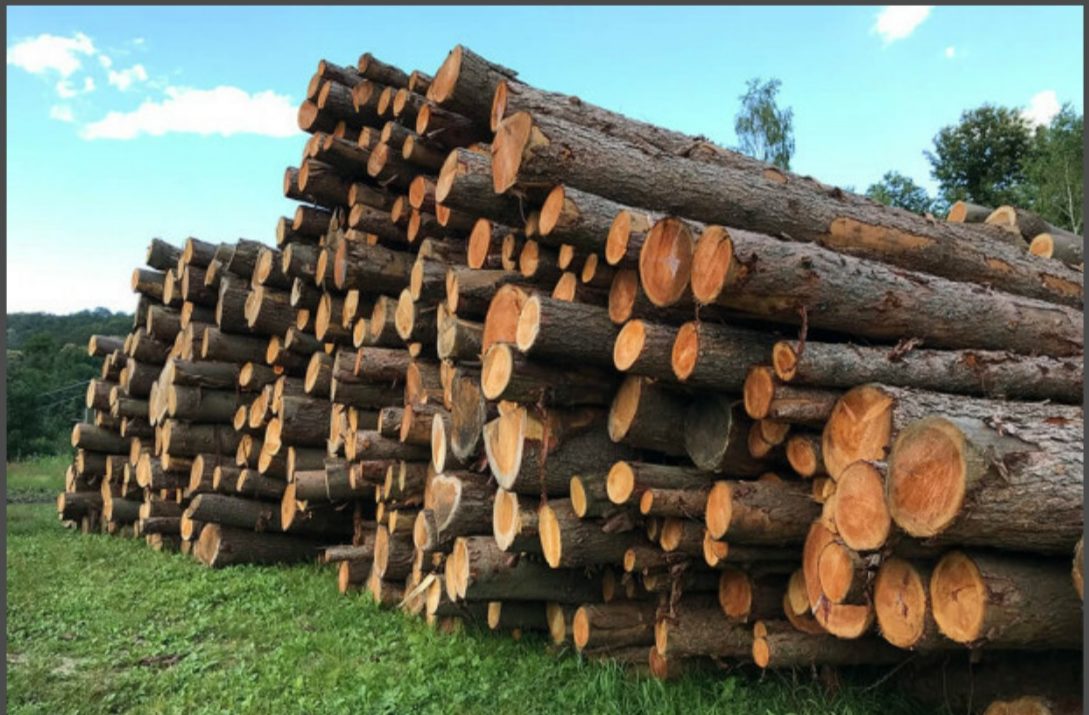 ケニアの「林業版エアビーアンドビー」Komazaが30億円を調達