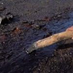 モーリシャスの重油汚染に各国支援