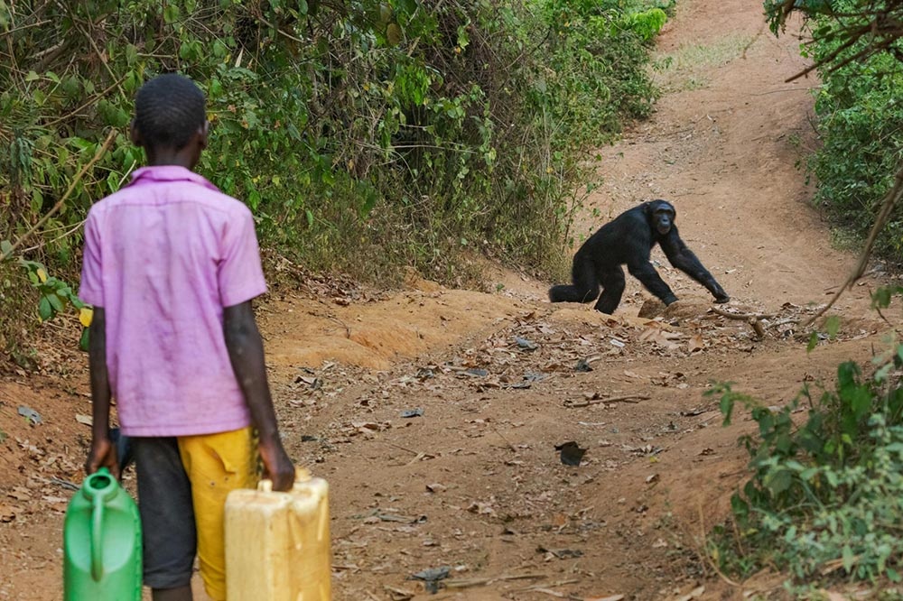 チンパンジーが人間の子どもを殺害　ウガンダで今、何が起きているのか
