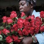 コロナウイルス流行にもかかわらず、ケニアの花の輸出が増加傾向