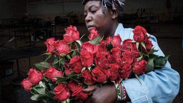 コロナウイルス流行にもかかわらず、ケニアの花の輸出が増加傾向