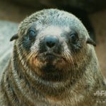 ナミビア繁殖地でオットセイ大量死、流産などで推計7000頭